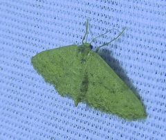 Scopula aemulata