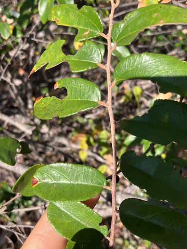 Small Grey Raisin (Grewia hornbyi)