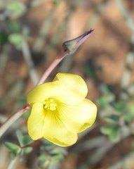 Oxalis knuthiana