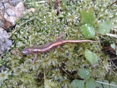 Ambystoma macrodactylum macrodactylum