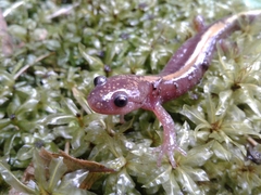 Ambystoma macrodactylum macrodactylum