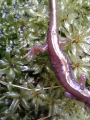 Ambystoma macrodactylum macrodactylum