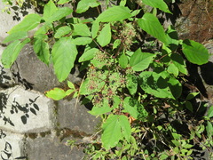 Aralia cordata