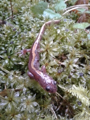 Ambystoma macrodactylum macrodactylum