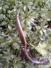 Ambystoma macrodactylum macrodactylum