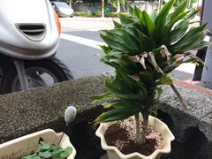 Dracaena fragrans compacta