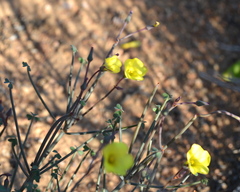 Oxalis knuthiana