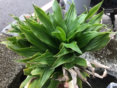 Dracaena fragrans compacta
