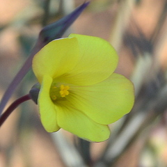 Oxalis knuthiana