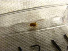 Myrmecophilus pergandei