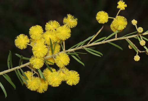 Rupp's Wattle (Acacia ruppii)