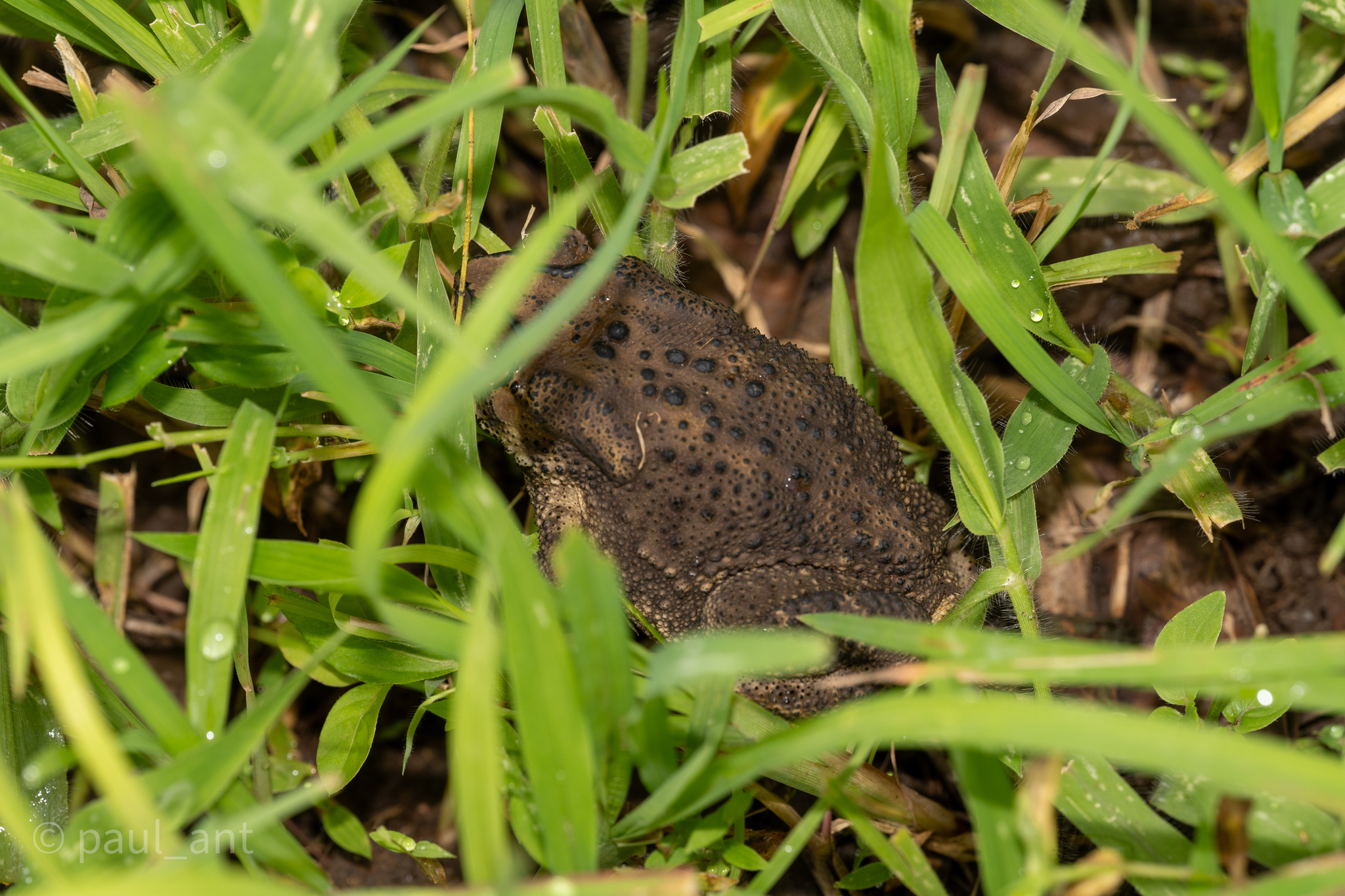 Indian Common True Toad