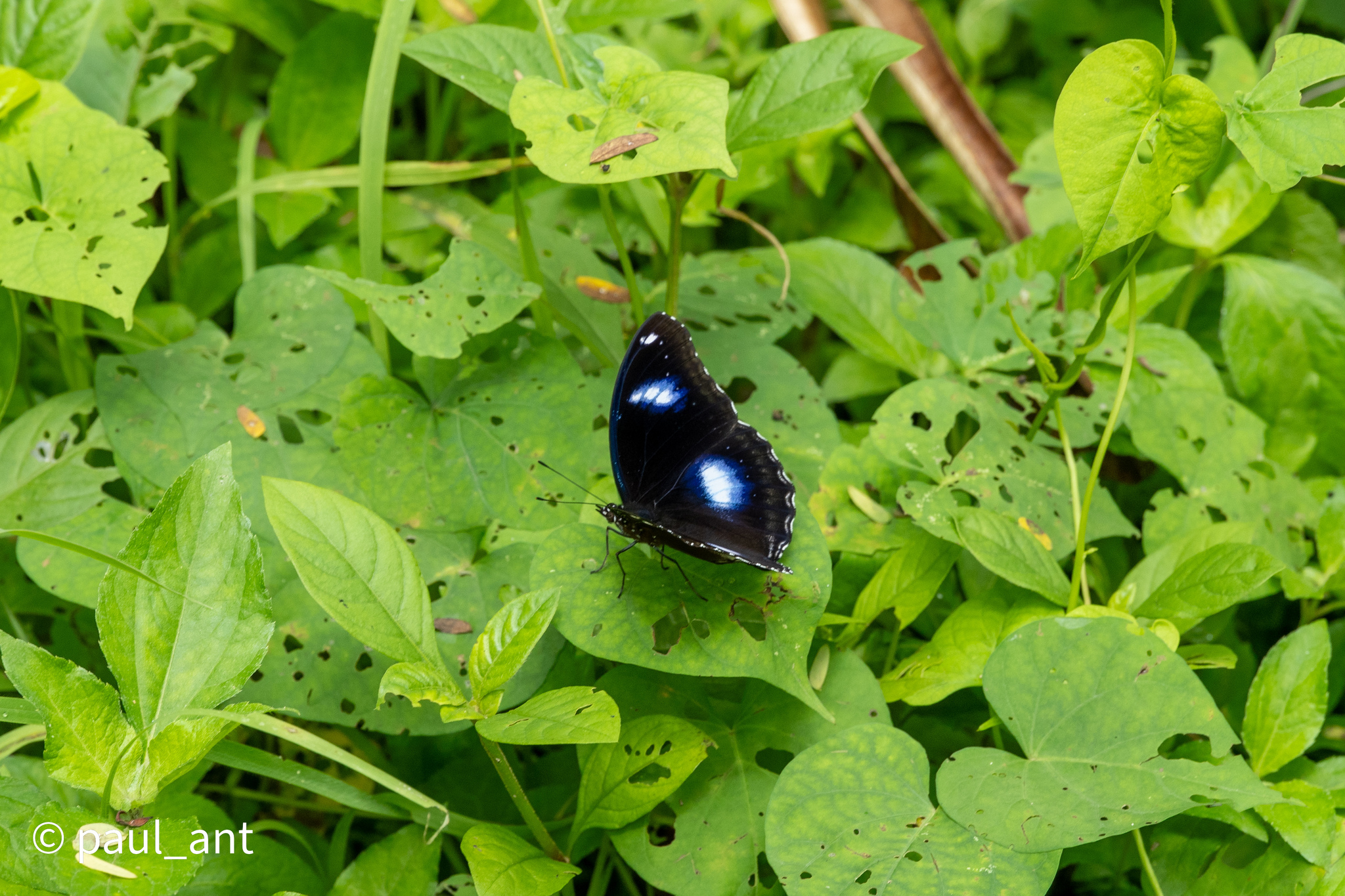 Great Eggfly