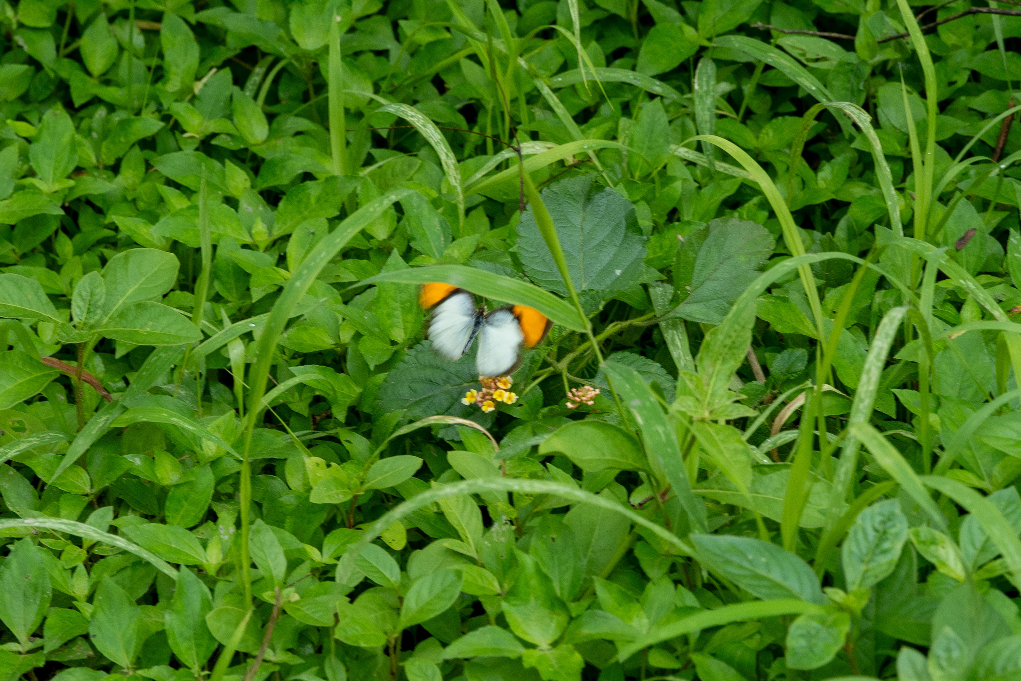 White Orange-Tip