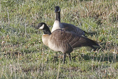 Branta hutchinsii leucopareia