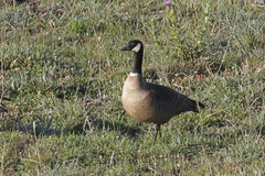 Branta hutchinsii leucopareia
