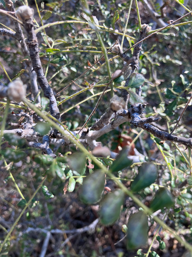 Hairy Knobwood (Zanthoxylum humile)