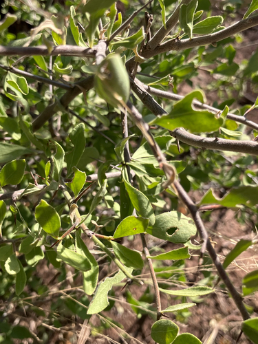 Hairy Spikethorn (Gymnosporia pubescens)