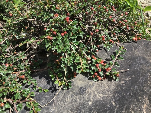 Cotoneaster adpressus, photograph 2