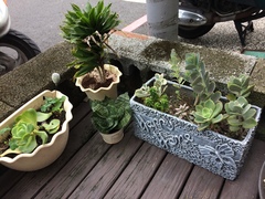 Dracaena fragrans compacta