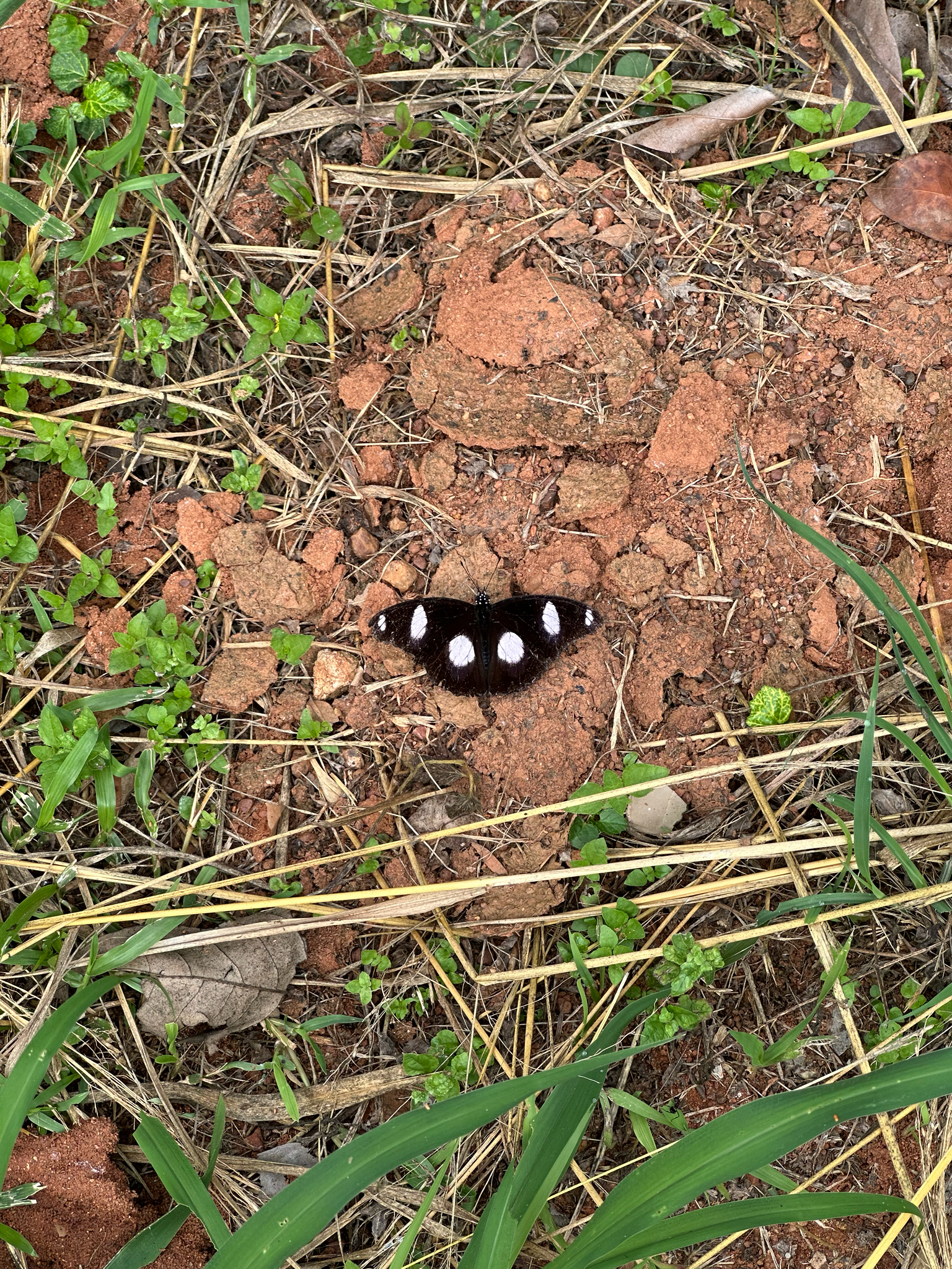 Danaid Eggfly