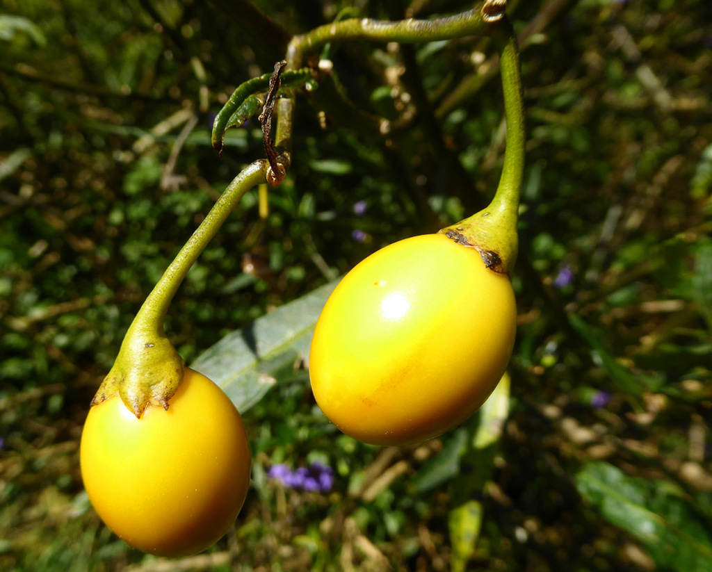 kangarooapple from Kai Iwi, New Zealand on October 4, 2019 at 0925 PM
