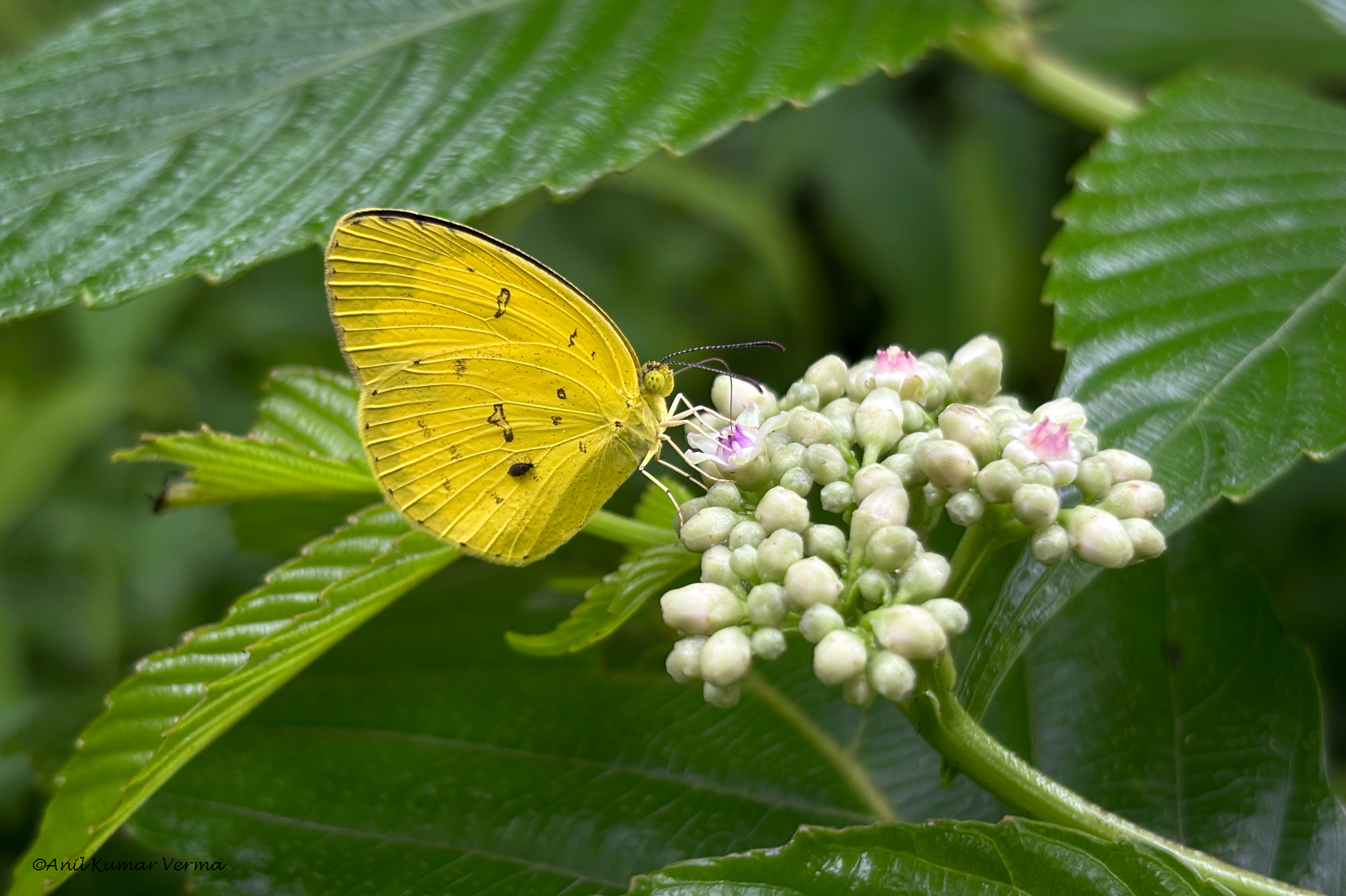 Common Grass Yellow
