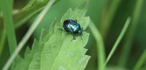 Zicrona caerulea