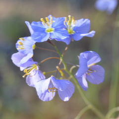 Heliophila lactea