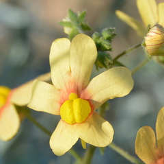 Nemesia versicolor