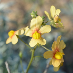 Nemesia versicolor