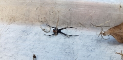 Latrodectus variolus