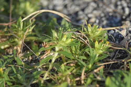 Pectis prostrata image