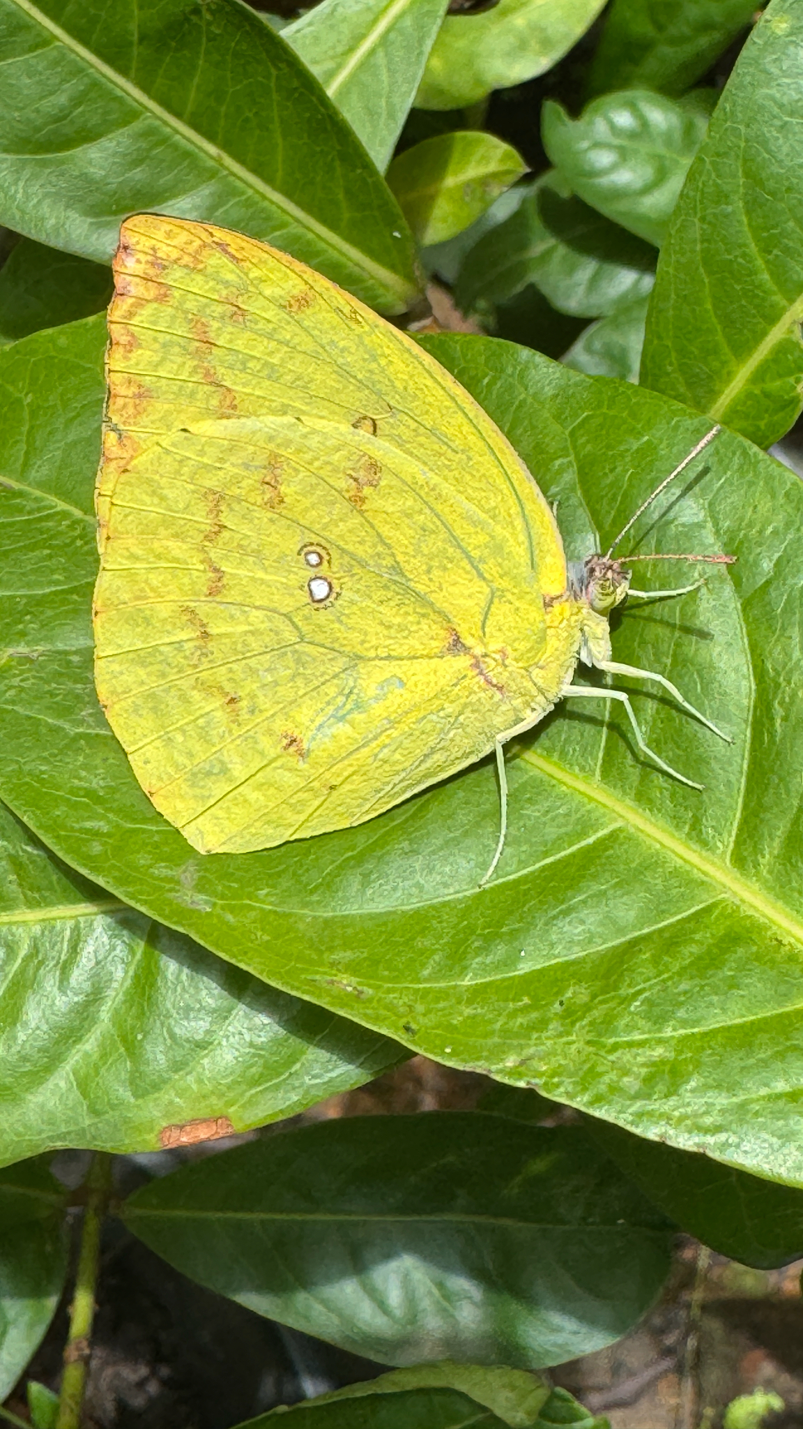Lemon Emigrant