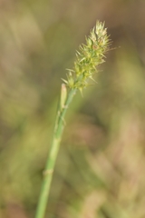Cenchrus