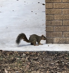 Sciurus niger