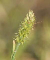 Cenchrus