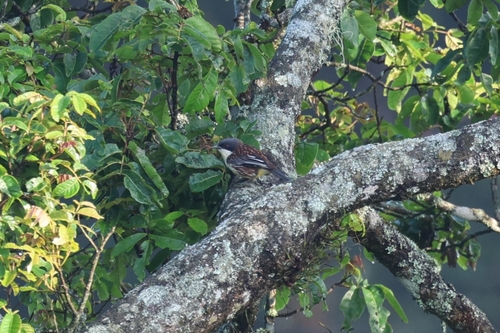 Crocias albonotatus, 2025-07-05