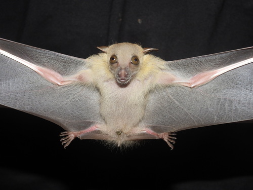 Minute Fruit Bat