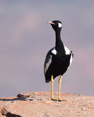 Eupodotis afra