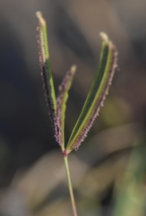 Poaceae