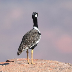 Eupodotis afra