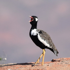 Eupodotis afra