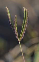 Poaceae