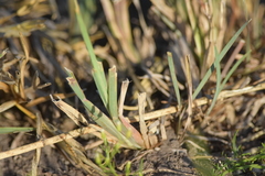Poaceae