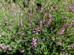 Fumaria capreolata capreolata