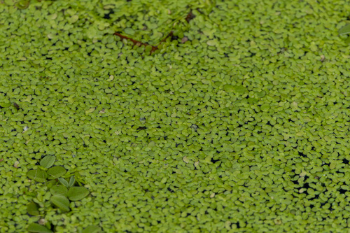 Lemna perpusilla iNat (2)