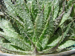 Aristaloe aristata