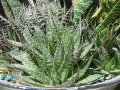 Aristaloe aristata