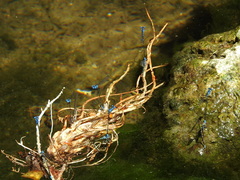Argia gaumeri
